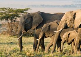 Elephants in an open field