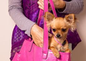 A small dog in a pink bag, being held by a person